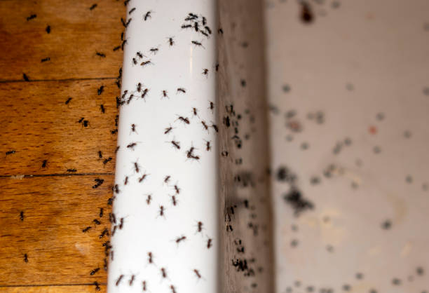 Best Bed Bug Extermination  in Sebastian, FL
