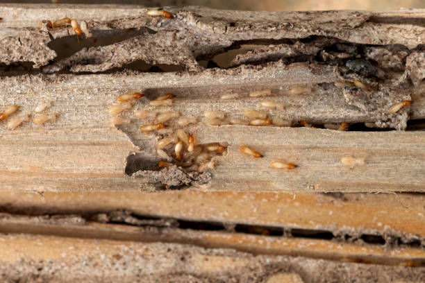 Best Emergency Pest Control  in Sebastian, FL