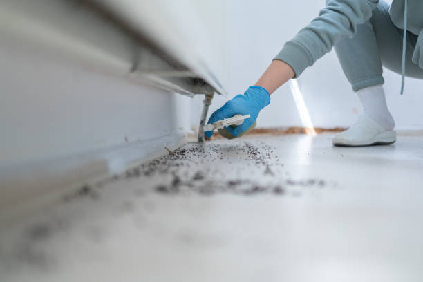Best Local Pest Control Services  in Sebastian, FL